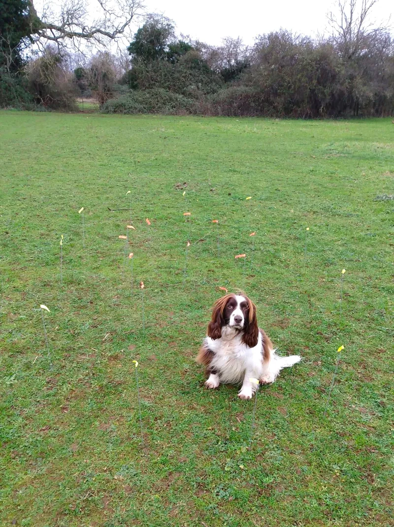 Yellow flags marking the oval and orange flags marking the symbol